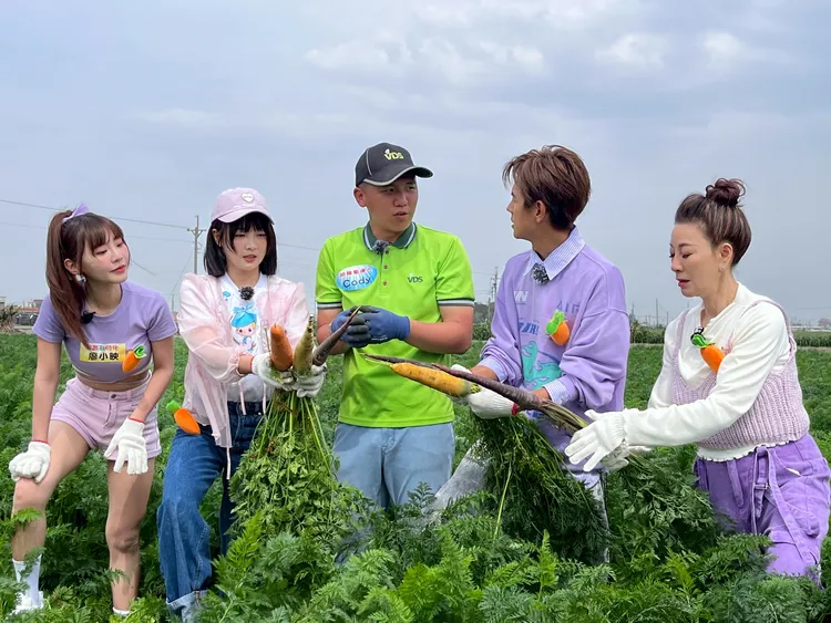 《綜藝新時代》體驗胡蘿蔔工作。民視提供
