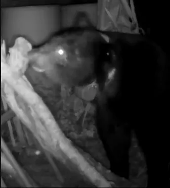 1隻黑熊入侵雞舍掠食雞犬被監視器錄下。林保署花蓮分署提供