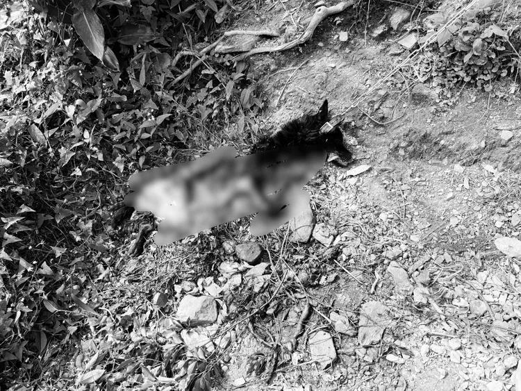 1隻黑熊入侵雞舍掠食雞犬被監視器錄下。林保署花蓮分署提供