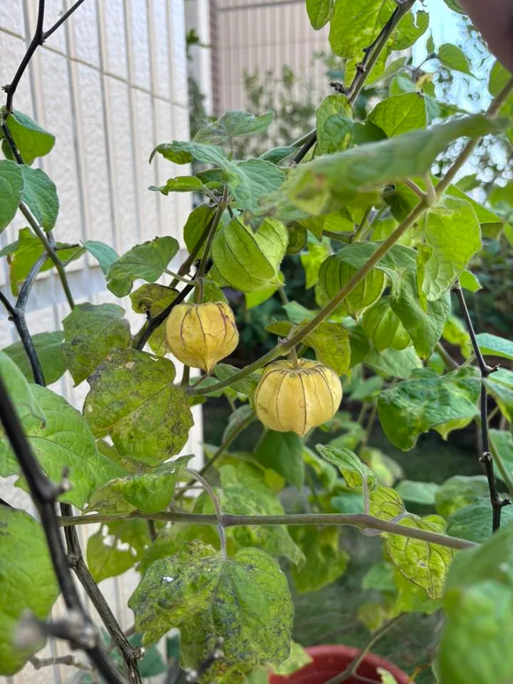 網友表示，撿人家剪修下的枝，插支活下來的燈籠果已果實纍纍。翻攝臉書社團「我愛全聯-好物老實說」