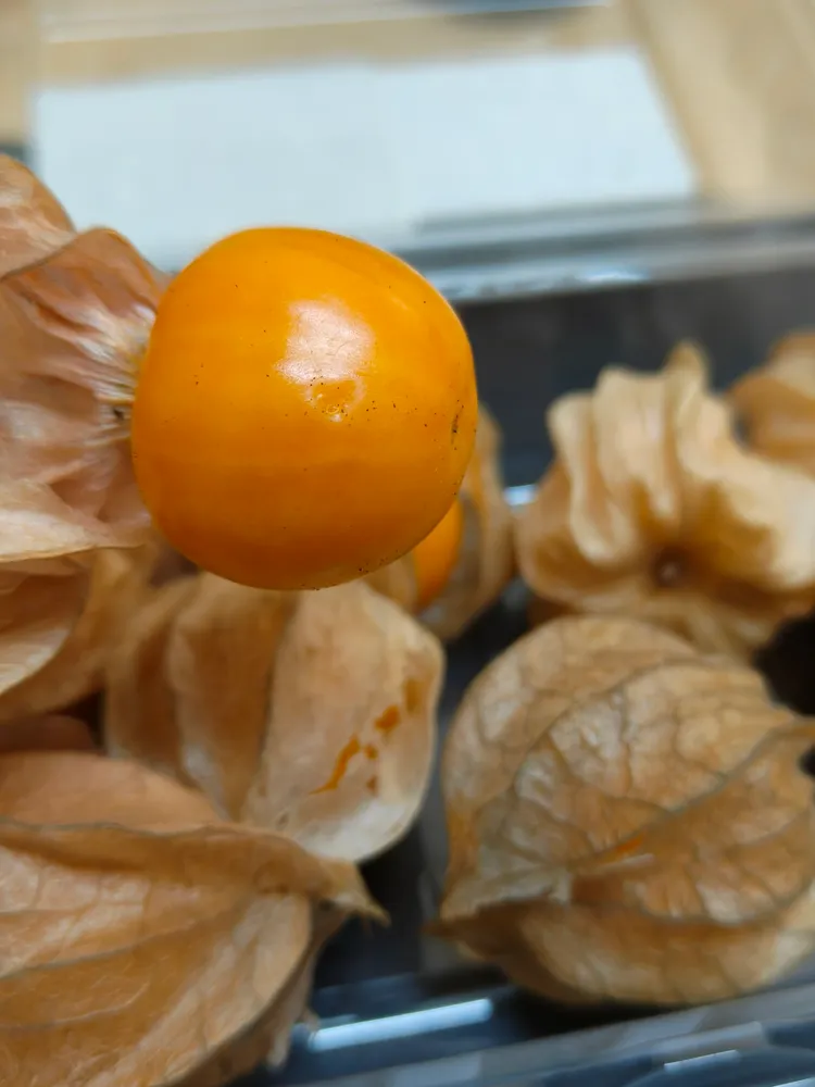 「黃金莓」（燈籠果）外觀像番茄，吃起來卻一點都不番茄。翻攝臉書社團「我愛全聯-好物老實說」