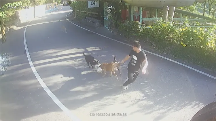 一隻貓遭兩隻狗攻擊畫面。民眾提供