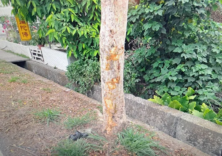 女騎士撞擊路邊樹木，傷重不治。翻攝畫面