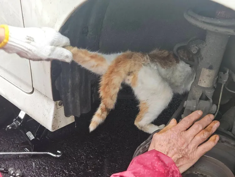 順利救出小貓。平鎮警分局提供