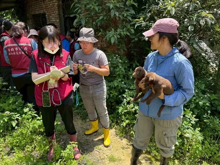 現場查獲5隻離乳幼犬、1隻離乳母犬、1隻懷孕母犬與1隻正在配種的母犬，明顯涉及非法繁殖行為。動保處提供