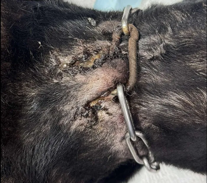 犬隻遭到鄭男不當飼養，導致鐵鍊卡入脖頸肉，需要清創。動保處提供