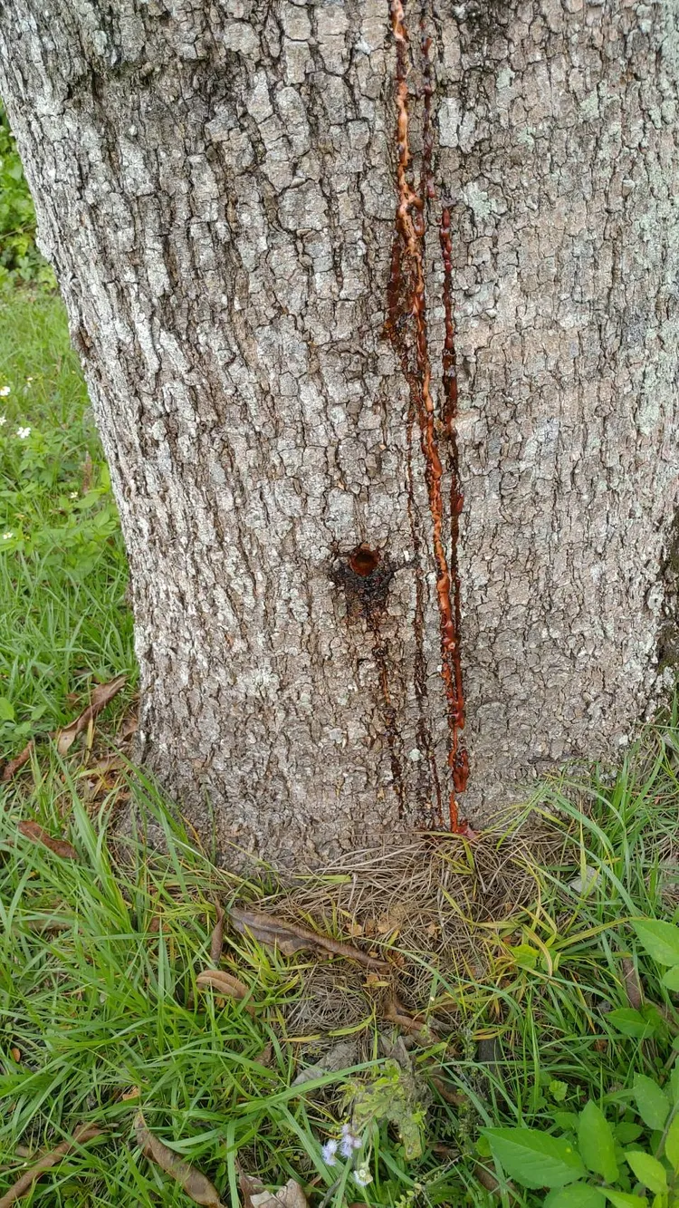 芒果樹遭電鑽鑽孔灌農藥導致枯死。民眾提供