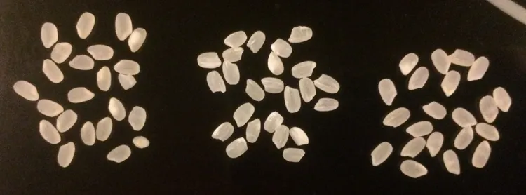 台灣米（左）顏色大小都很接近日本米（右），也比越南米（中）略為飽滿。翻攝自X @Todo281