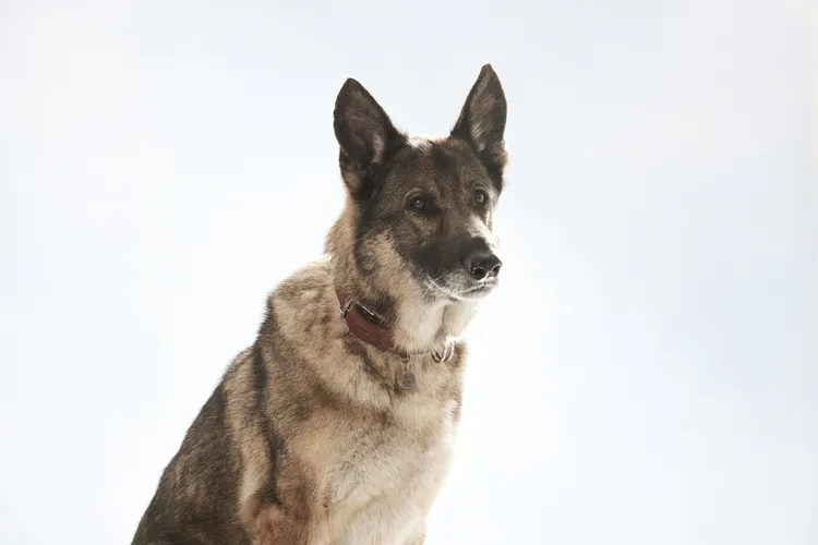 德國牧羊犬「小櫻」片中飾演主角「多聞」。采昌國際提供