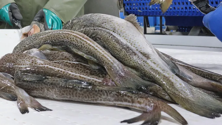 北大西洋的鱈魚。路透社