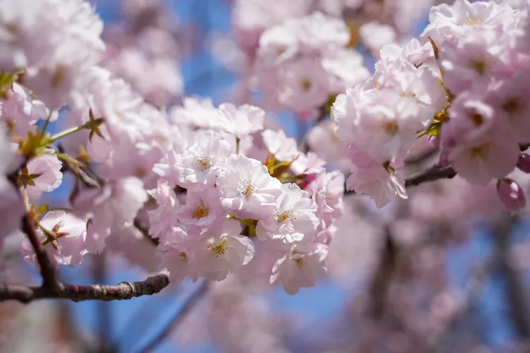 櫻花品種：夕暮。田欣雲攝影