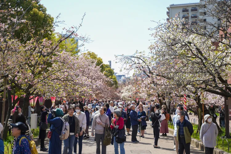 造幣局「桜の通り抜け」吸引人潮前來賞櫻。田欣雲攝影
