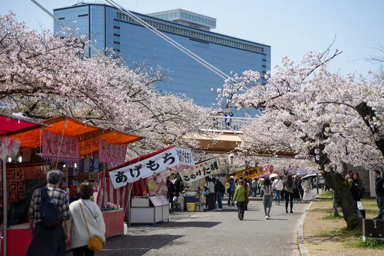 舊淀川畔的「毛馬櫻之宮公園」栽植數千棵染井吉野櫻。田欣雲攝影