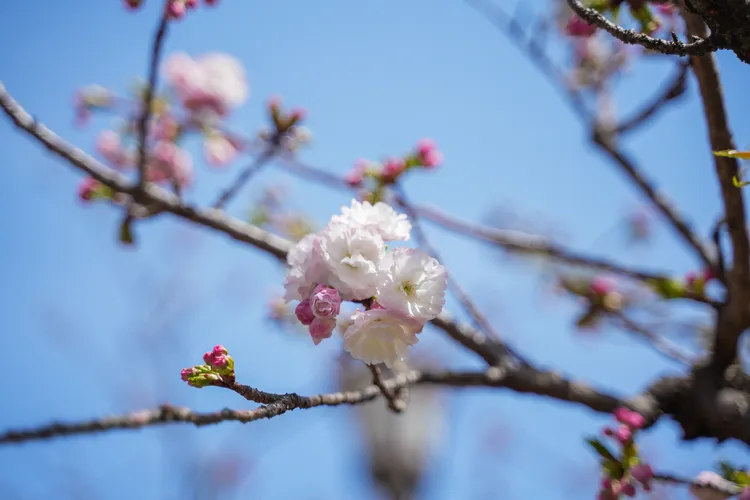 櫻花品種：蘭蘭。田欣雲攝影