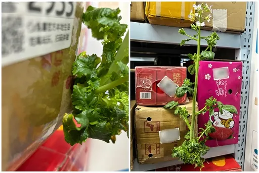 太驚人!包裹太久沒拿「都開花了...」 網歎:細心照料的都沒它長得好