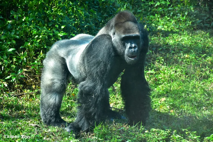 西部低地大猩猩寶寶在2018年前往荷蘭。台北市立動物園提供
