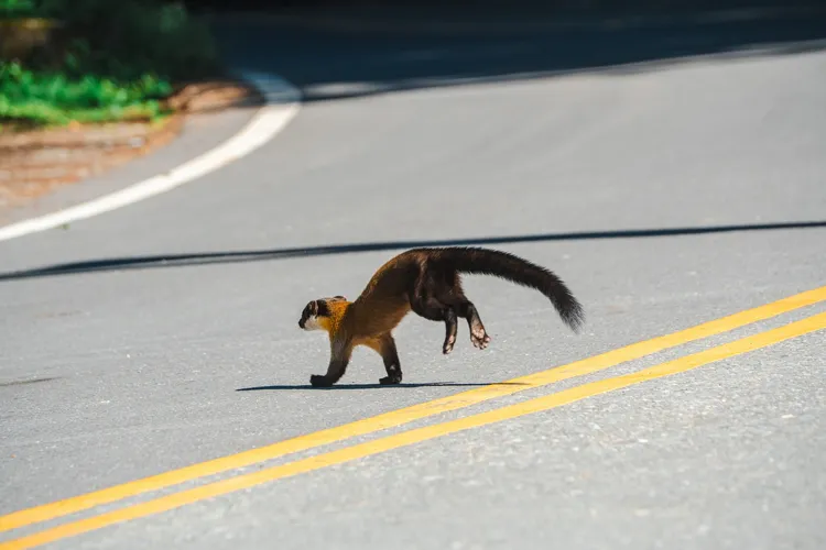 塔塔加地區常見到的黃喉貂，除了穿越道路外，有時也會把護欄當作田徑場。翻攝玉管處臉書
