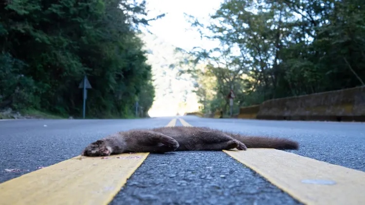 阿里山公路上被路殺史丹吉氏斜鱗蛇屍體吸引來的黃鼠狼，又遭到車輛撞擊形成二次路殺。翻攝玉管處臉書