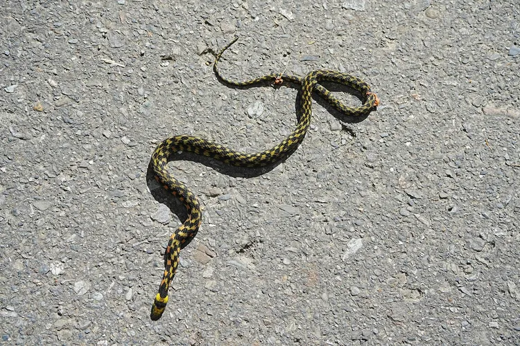 遭輾過的臺灣赤煉蛇，可見其尾部已有消化道露出的傷口。翻攝玉管處臉書