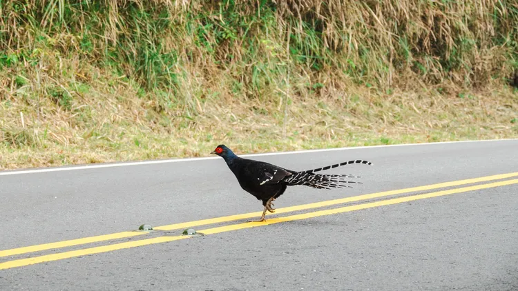 塔塔加地區常見的黑長尾雉，喜歡在晨昏有霧的時候出來覓食。翻攝玉管處臉書