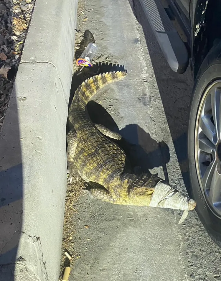 高雄仁武區大智路與澄觀路口今晨出現長約鱷魚。翻攝自仁武人大小事