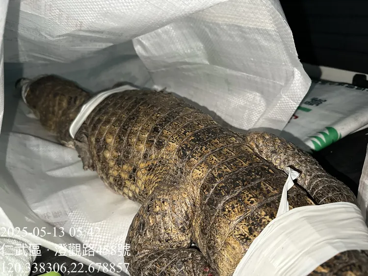 高雄仁武區大智路與澄觀路口今晨出現長約鱷魚。翻攝自仁武人大小事