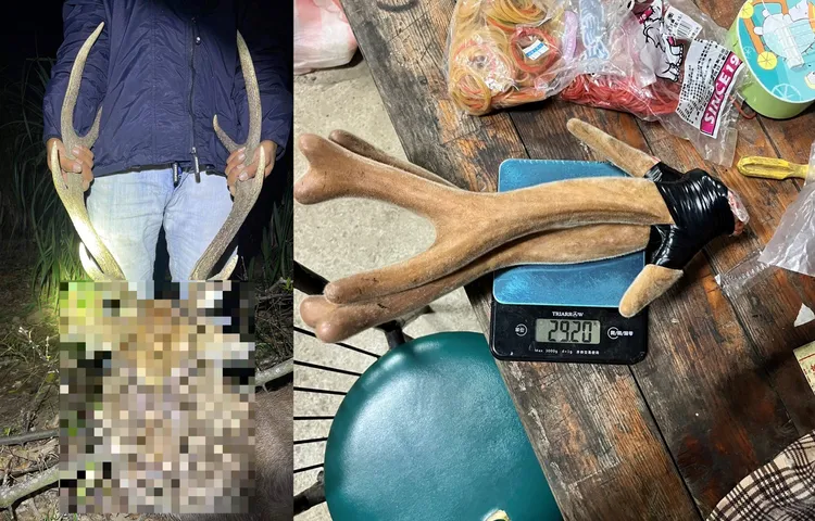 保七總隊第八大隊1月時破獲在社頂一帶捕獵梅花鹿的盜獵集團，移送法辦。警方提供
