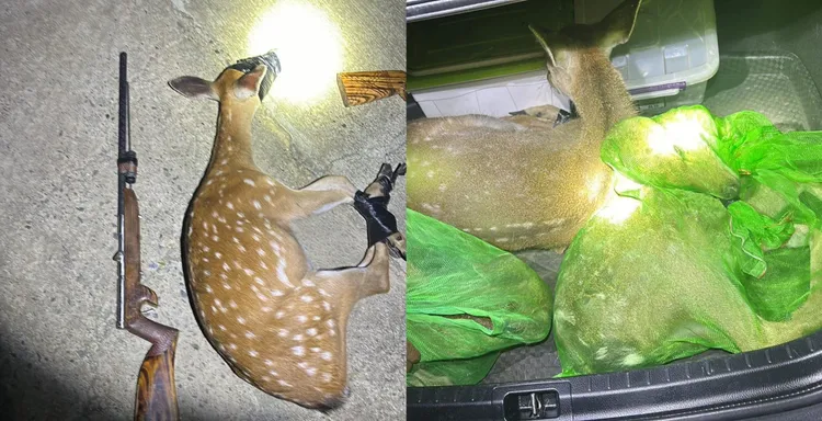 盜獵集團割頭做標本，鹿茸鹿角也轉賣，小鹿則賣給動物農場。警方提供