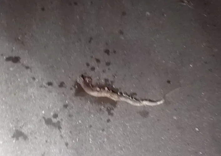 前天晚間彰化伸港大停電，元凶是一條臭青母。台電提供