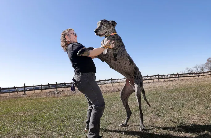 雷吉身高約100公分，但當牠只靠兩腳站立，甚至比女飼主還高。翻攝Guinness World Records