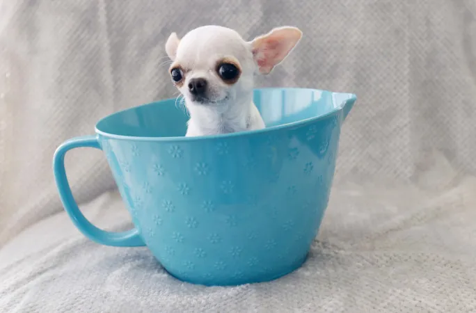 世界最矮小的狗狗「珍珠」只有9公分高。翻攝Guinness World Records