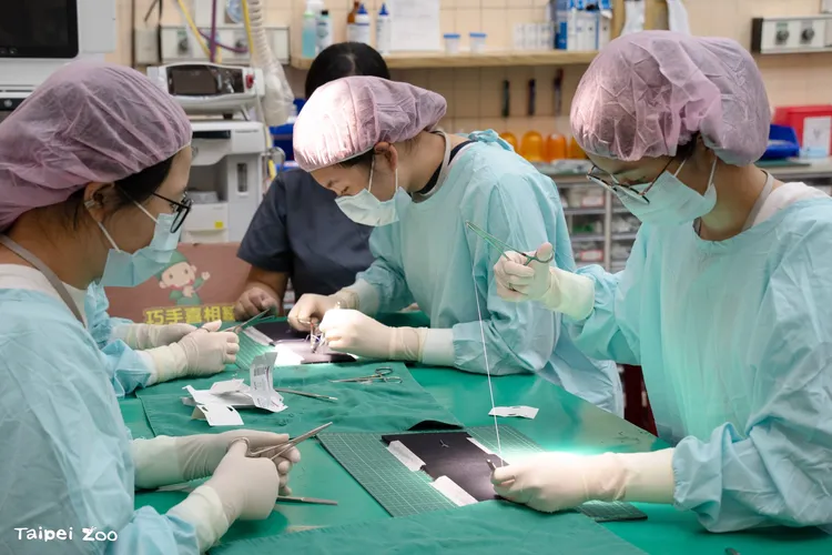 為高中職學生打造的「動物醫生」體驗營。台北市立動物園提供