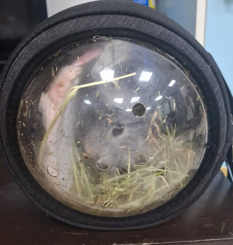 詹男歸還詹女的寵物鼠，籠子還沾有血跡。資料照