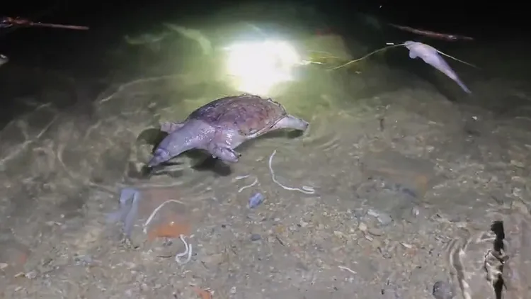 被放生的動物幾乎很快都死亡。翻攝自微博