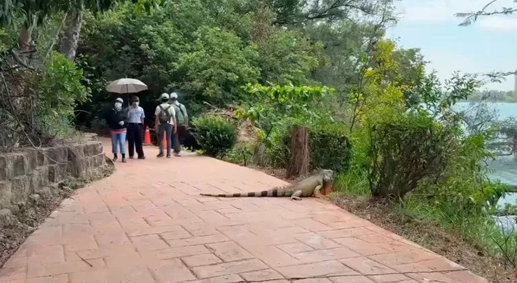 綠鬣蜥在南部肆虐，體型如狗一樣大。Joby提供