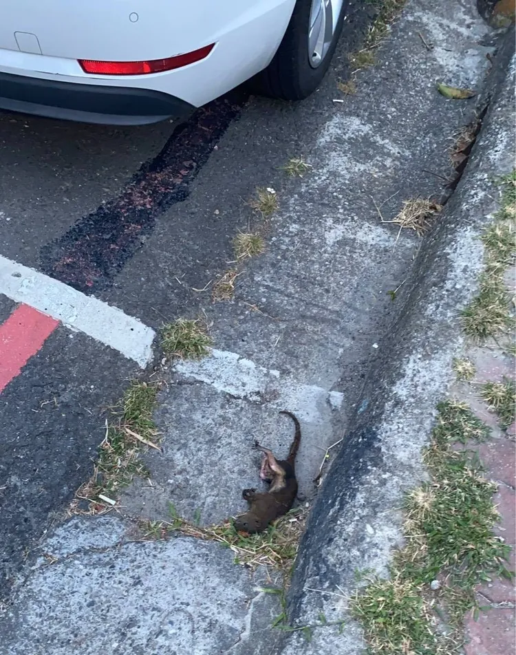 路邊發現一隻燒焦松鼠，疑似松鼠觸碰電線。翻攝畫面