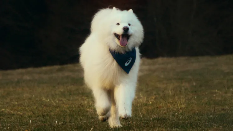 ASICS跨國研究發現，狗主人相較於非狗主人，平均每周多出40%的活動量。品牌提供