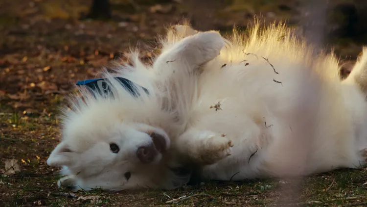 Felix擁有可愛又活力的樣貌。品牌提供