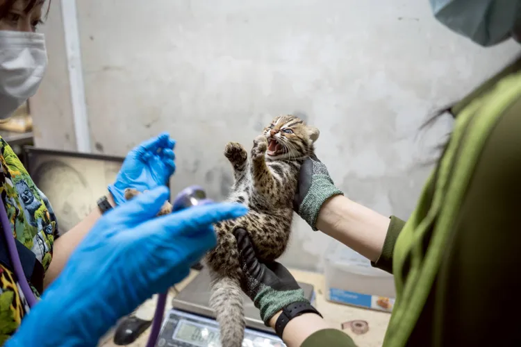 健康、活力充沛的雌性石虎寶寶。台北市立動物園提供