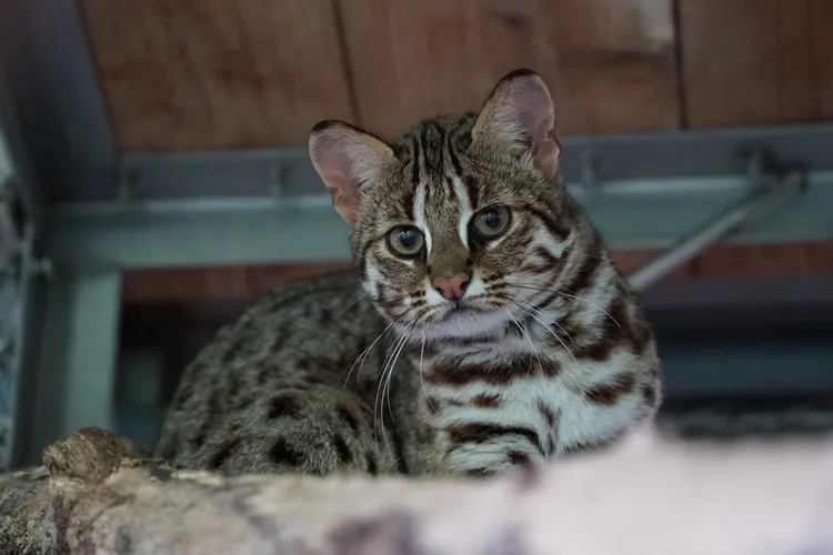 石虎媽「春捲」三度誕下寶寶。台北市立動物園提供