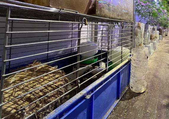 嫌犯飼養盧丁雞進行有雞栽培。桃園市刑大提供