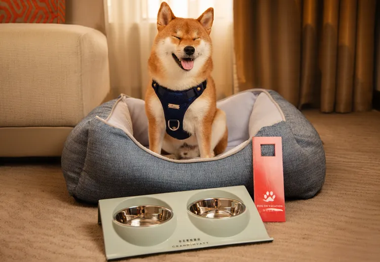 房內貼心備有毛孩專屬餐碗與柔軟睡墊，打造舒適入住體驗。業者提供