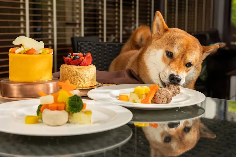 Cheers歡飲廊6/1起首推「毛孩星級美饌」四款佳餚，價格自580元+10%起，房客可享85折用餐優惠。業者提供