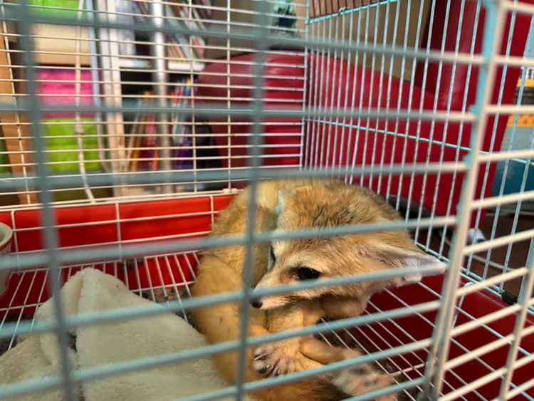 警方查獲的第二級珍貴稀有保育類耳廓狐。警方提供