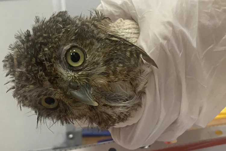相關單位查獲第二級珍貴稀有保育類無角羽貓頭鷹。警方提供
