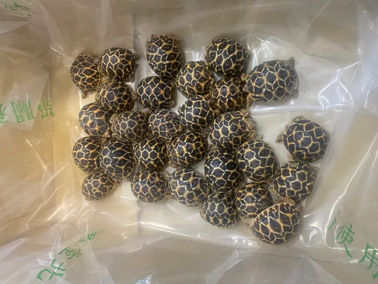相關單位查獲第二級珍貴稀有保育類印度星龜。警方提供