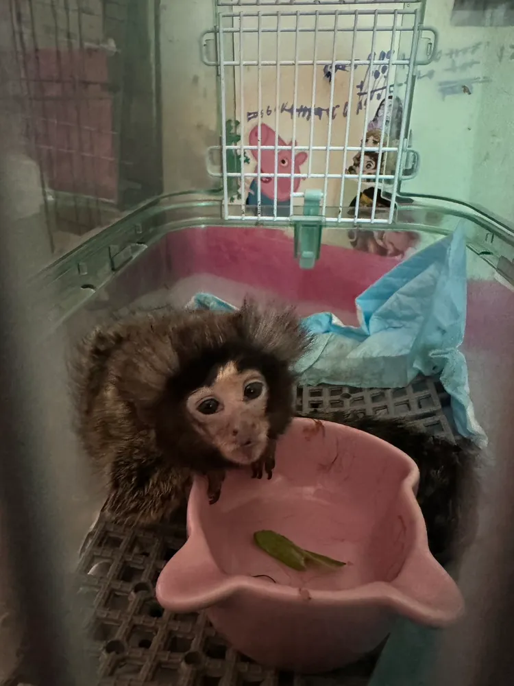 相關單位查獲第二級珍貴稀有保育類普通狨。警方提供