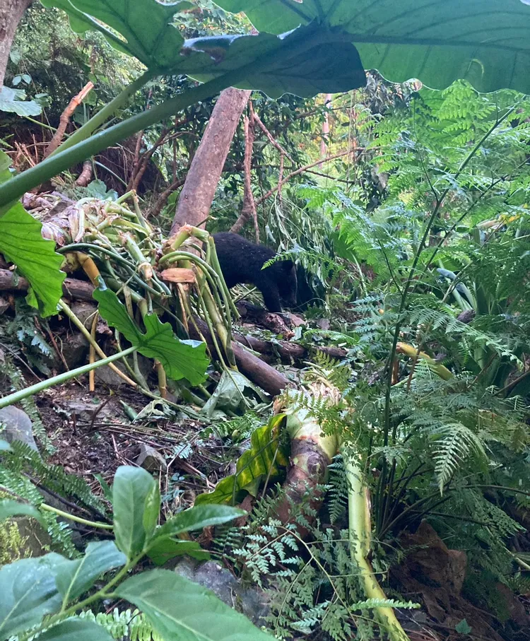 黑熊受困套索陷阱現場狀況。林保署台東分署提供