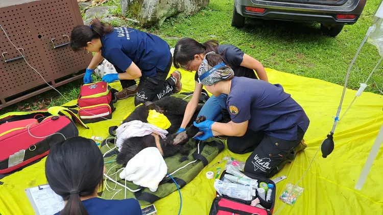 野灣團隊現場緊急醫療處置。林保署台東分署提供