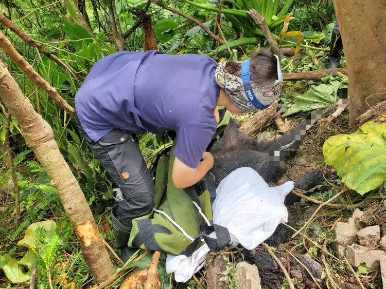 黑熊經獸醫人員吹箭麻醉後情形。林保署台東分署提供